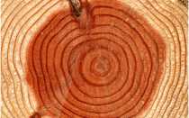 Как определить возраст дерева по диаметру ствола